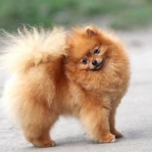 Meet your Posher, Gina